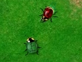 Beetle Wars play online