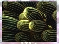 Cactus play online