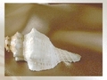 Sea shell play online