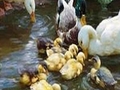 Duck family play online