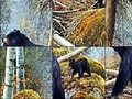 Bears near the lake play online