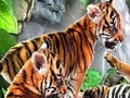 Funny tigers play online