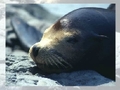 Sea lion play online