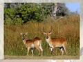 Deer  puzzle play online