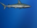 Lost Shark play online