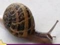 Snail: Puzzle play online