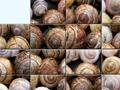 Puzzle with snails play online