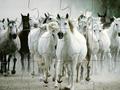 White Horse Jigsaw play online