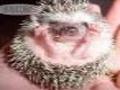 Stoned hedgehog play online